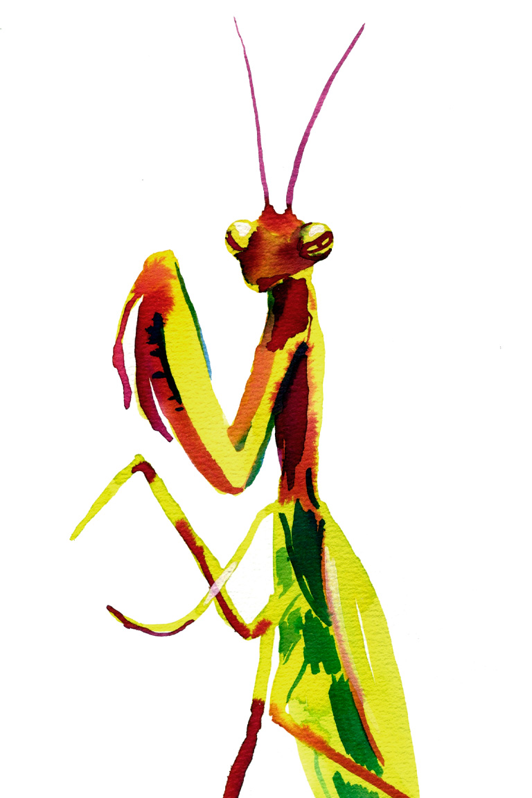 Insectes | Hélène Blanc